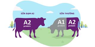 Khái niệm đạm A2