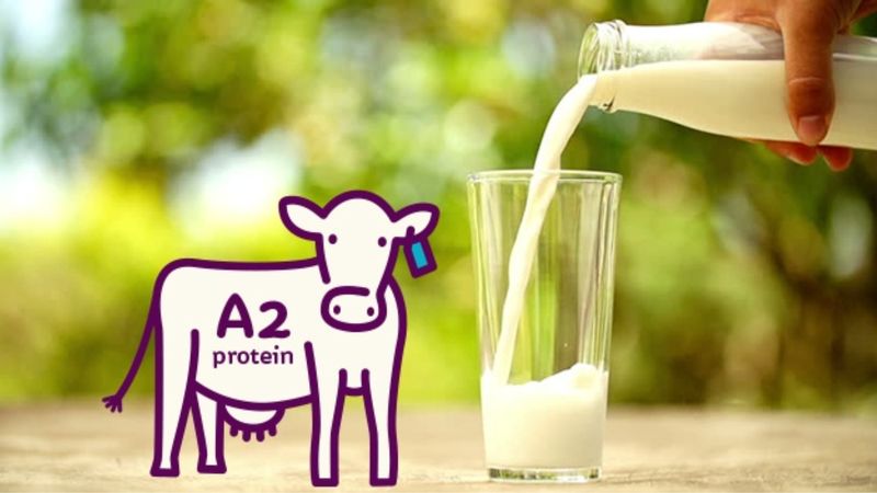 Đạm A2 có trong những loại sữa nào